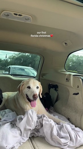 the pups r so happy