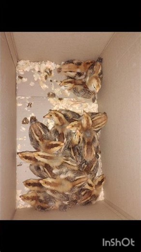 Cinnamon Queen Chicks #chicks #babychicks #cinnamonqueen #backyardchickenfarming #shorts #fyp