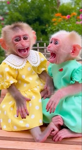 Baby Monkey Farts… and They BOTH Lose It Laughing! 🤣🐒