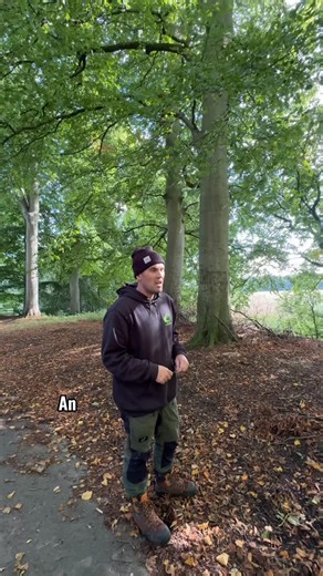 While it’s something we’d never advocate, you’ll often spot initials, dates, or symbols carved into tree bark when wandering through woodlands. As the tree grows, these markings grow with it, forming natural scars that last for decades. Listen as Oliver explores the trees in Church Wood, uncovering carvings dating back to the 1980s. #TreeTales #TreeHistory #OJTTreeServices #Northwich #Cheshiret #TreeSurgeon #TreeCare #WoodlandManagement | OJT Tree Services