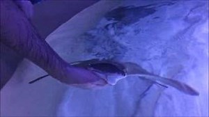 4K views · 92 reactions | Get to know a cownose ray in our sting ray touch tank at Via Aquarium. | Via Aquarium | Facebook