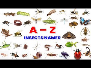 A to Z Insects names | All Kinds of bugs | Learn ABCD | Insects names | Kids Learning | Pre School