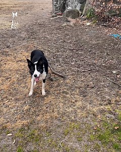 2.5M views · 10K reactions | So well trained! 朗 | Sean The Sheepman | Facebook