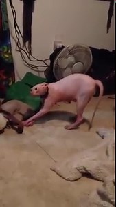 9M views · 76K shares | No No No cat fights a Werewolf! | Nerdbot | Facebook