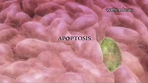 1K views · 29 reactions | APOPTOSIS source : wehi | Life Sciences Academy | Facebook