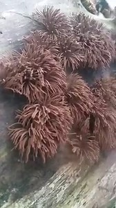 12 reactions | It's not a koosh ball, and it's not a new hairstyle...it's a chocolate tube slime mold! Want to learn more about this beautiful specimen and other slime molds of the Northeast? Join Stewardship Director Shelby Perry for a naturalist presentation on Monday, April 27 at 5:00 PM. Visit newildernesstrust.org/events for the link to join! Video by Shelby Perry. | Northeast Wilderness Trust | Facebook