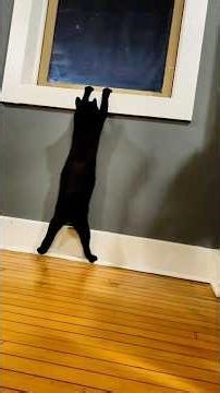 Most Hilarious Cat Drama Ever Caught on Camera 😹