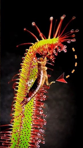 Drosera vs Bug – No Escape!🤔