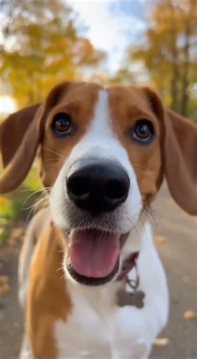 Incredible Backflip by a Dog #dogshorts#funnydog#smartdog#dogbackflip#amazingdog#petvideos#shorts