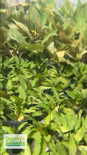 Crypts Crypts Crypts! RELOADED with Cryptocoryne!
