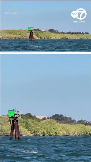 Humpback whale spotted in Sacramento River near Rio Vista