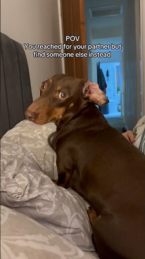 Always a sausage in the middle #puppy #dachshund #dogshorts #funny #dog