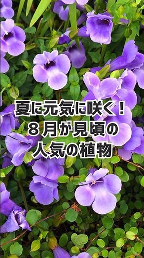 【8月の花】見頃を迎える人気の草花・樹木 #shorts #ガーデニング #8月の花 #夏の花 #草花 #夏花 #多年草 #gardenstory