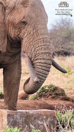 🐘🐘 Elephant At Praro Amboseli Camp Waterhole 🐘🐘 #vivoX300pro #wildlife
