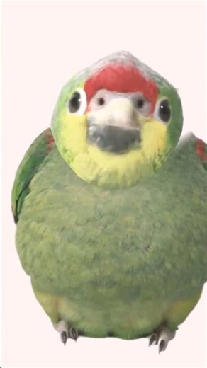 AMOGUS 😮😱 #funny #parrot #comedy #amogus #amongus #tota