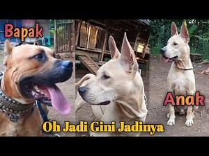 Peranakan Persilangan anjing pitbull dan anjing kampung