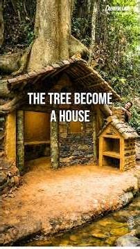 Living Inside a Giant Tree