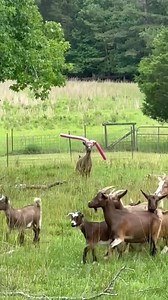 Swimming Goat: Man Enjoys Goats Gone Swimming