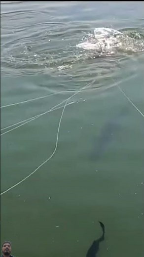 POV Bowfishing Giant Fish! 🐠 #Fishing #Bowfishing