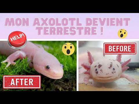 Axo News #9 My axolotl is becoming terrestrial!!! What is Metamorphosis?