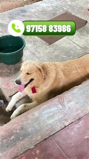 🐶 Found Dog – Looking for the Owner! Please Help Share #LostDog #FoundDog #dogrescue