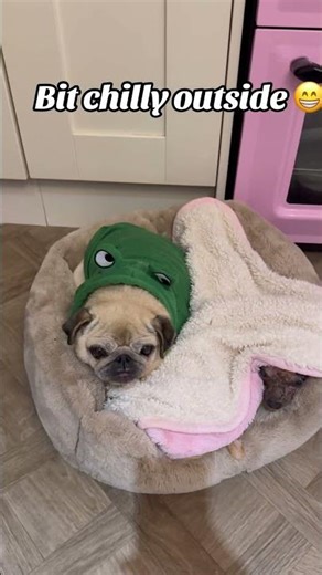 When it’s cold and your mum tucks you in 😆😆#pug #chihuahua #olddogs