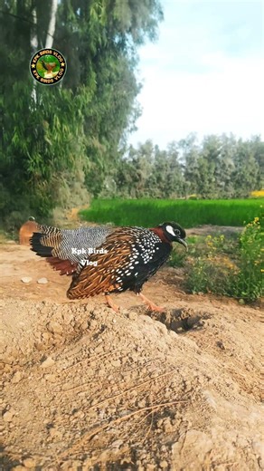 Kala Teetar in Full Mood | Strong Calling Sound in Open Fields❤ #kalateetar #birds