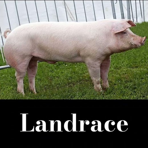 7 World's Most Popular Pig Breeds