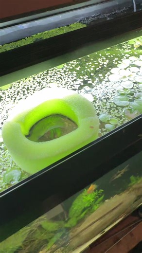 DIY Aquarium Fish Feeder Using Pool Noodle