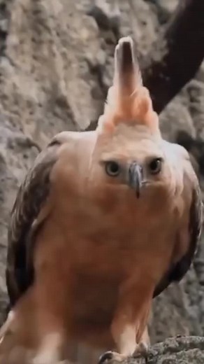 Discover the Majestic Javan Hawk-Eagle: Indonesia's Indigenous Bird of Prey