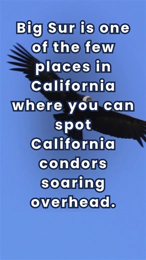 There’s something magical about looking up at Big Sur and seeing one of California’s rarest birds soaring above the redwoods. 🦅 Thanks to successful conservation efforts, California condors now glide through the cliffs and forests surrounding Big Sur Lodge, adding a sense of wonder to every hike and quiet moment outdoors. Keep your eyes on the sky during your next visit, you might spot one of these incredible giants in flight. 🌲✨ | Big Sur Lodge