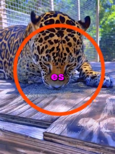 ESTA PLANTA DOMINA AL REY DE LA SELVA!! 😯 #datoscuriosos #foryoupage #viraltiktok #sabiasque #fypシ゚