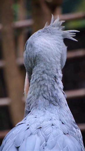 Shoebill stork 🦤 | The Shoebill World