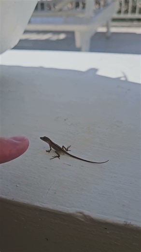Cute Baby Lizard!!