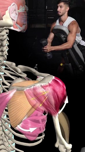 Understanding the Anterior Deltoid: Shoulder Flexion Explained