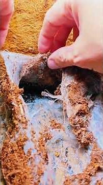 100s Of Cute Baby Tarantulas