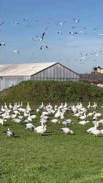 Swirling Snow Geese Spectacle in the PNW!