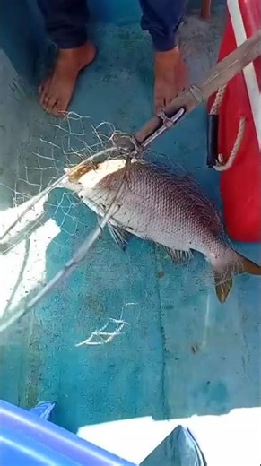 Jigging for grouper