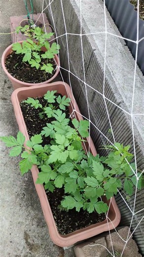 グリーンカーテンのネットが足りないから作ってみた✌ #gardening #グリーンカーテン #フウセンカズラ