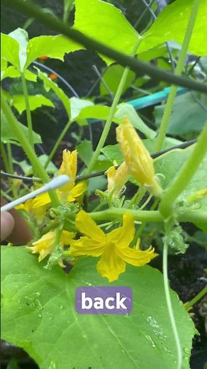 How I Hand Pollinate Cucumbers (And You Can Too!) 🥒