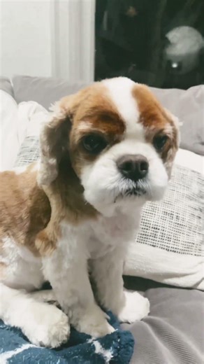 #frfr #memes #lol #funny #dog#jurassicworld