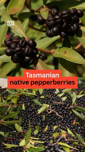 ABC Hobart on Instagram: "Robust and aromatic, Tasmanian pepperberry is a well-known bushfood. But how do you get a great harvest at home? One of our resident gardening experts, Andrew Clark, shares his top pepperberry pointers with Tasmania Saturday's Mel Bush. Listen live to 936 ABC Radio Hobart on the ABC Listen app via the link in our bio. #ABCRadioHobart #Gardening #Pepperberry"