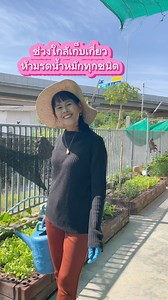 ห้ามรดน้ำหมักทุกชนิด #ผักสลัด #บำรุงผักด้วยนมดีน่างาดำ | เพ็ญรุ่ง สุวรรณศีลศักดิ์