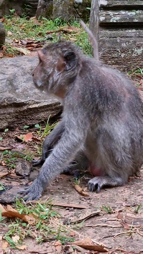 I hope Jade get well as soon🐒#monkey #feeding #feedinganimals #virals #cutemonkey | Monkey Care