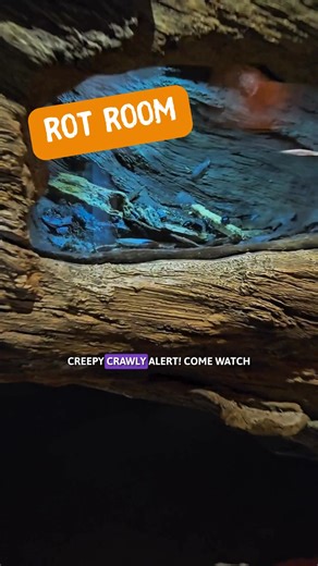 Looking for spooky science for Halloween? 👻 Check out these exhibits at the California Science Center! 🐛Rot Room 👩Tess, the 50-foot human body simulator ⚛️Cell Lab & Cell Theater 🌊Extreme Zone: Deep-Sea Vents 😱Goose Bumps! The Science of Fear 🎟️All ongoing exhibits are included with FREE general admission! | California Science Center