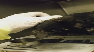 43 reactions · 54 shares | RESCUED BY CARF: THE CRITICAL ANIMAL RELIEF FOUNDATION EDINA - ID #A154592 Female / age undetermined Cage # G31 Stray (found at 5300 block of W. Monroe St.) In Date: 9/7 Out Date: 9/12 Edina was originally thought to be pregnant, however she must have had babies not long ago because she is full with milk. She is a cute dark tortie that is pretty friendly and is seeking attention. | CACC Cats | Facebook