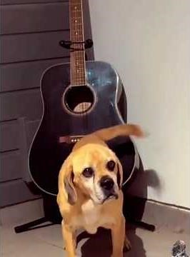 Funny Dog Tail Fails Compilation 🐶 | Hilarious Tail Wag Moments | Dog Humor Video #Dog #Tail #Pets