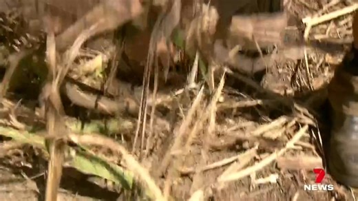 20K views · 168 reactions | Black snow is starting to fall across the region with the annual sugar cane harvest well and truly underway. Farmers are burning their fields more than usual this crushing season to clear their land and make way for new crops. Download the 7NEWS app: 7news.link/7newsapp #7NEWS | 7NEWS Gold Coast | Facebook