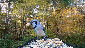 11K views · 914 reactions | Blue Jays and Mourning Dove | Critter Cam | Facebook
