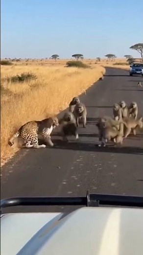 Savage Baboons Attack Leopard on Road 😱 Nature’s Most Unexpected Fight!#short#viral